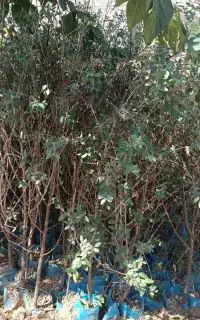 بادام دیمی کشت بافت