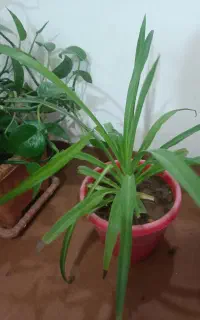 گل های خانگی زیبا