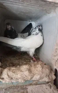 کبوتر فروشی ۸عدد