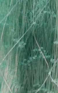 ماهیگیری