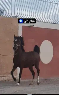 تعلیم و تربیت اسب