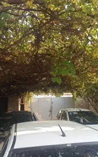 بیمه ی ماشین(بیمه ی جنگ) بدون چک و ضامن اقساطی