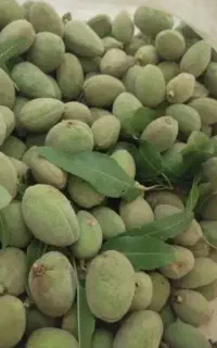بادام