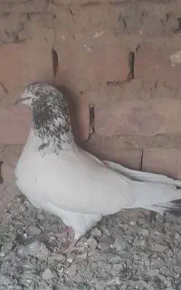 پرشی زاغ دم سفید وکله سیمانی