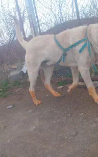 سگ سرابی