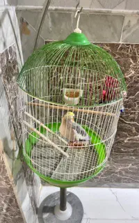عروس هلندی