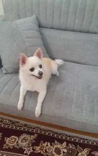 سگ پامر