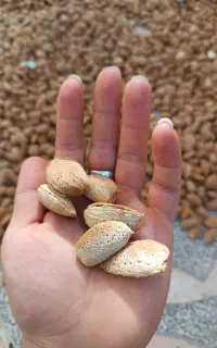 بادام کاغذی کاغذی