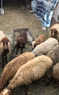 8 راس گوسفند گوشتی سه راس آبستن هست