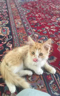 واگذاری گربه