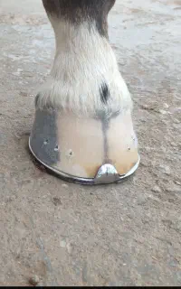 نعل بندی تخصصی اسب