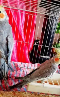 جفت نروماده عروس هلندی تخم گذاشته با قفس نر سخنگوو