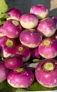 بذر شلغم تضمینی و درجه یک