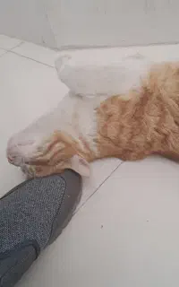فروش گربه خانگی دست آموز