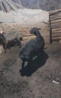 بر نر غزل افشار