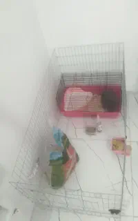 خرگوش نیمه لوپ با وسایل