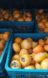فروش خرمالو درشت و درجه یک