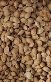 هسته زردآلو،بادام کوهی،زُدو،بنه
