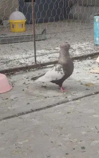 سینه