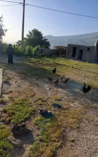 مرغ و جوجه محلی