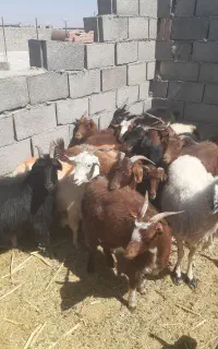 بز محلی جوان زرند