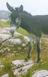 الاغ نر