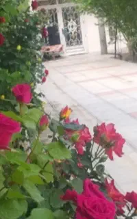 اجاره روزانه ویلا باغ