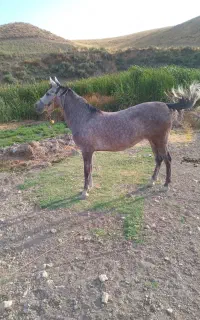 اسب