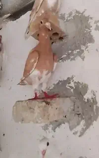پلنگی زرد