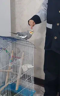 عروس
