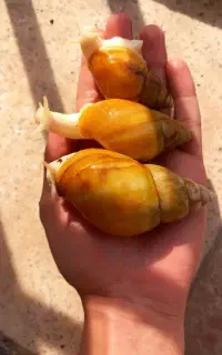 حلزون اچانتینا البینو