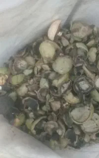 پوست گردو تازه کنده شده