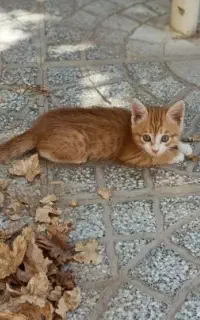 بچه گربه چشم آبی