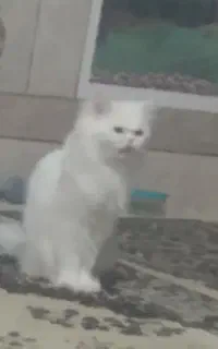 گربه