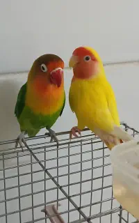 پرنده
