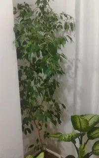 گلای خانگی