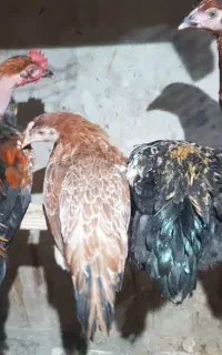نیمچه مرغ و خروس