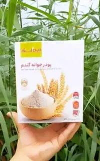 جوانه گندم