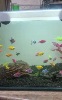 اکواریوم با ماهی