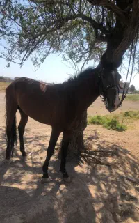 کره لودر  معاوضه با اسب