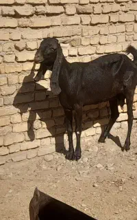 بز دوبر اسرایلی