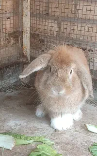 واگذاری دو عدد خرگوش پشمالو