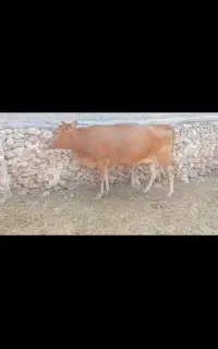 گاو برانسویس