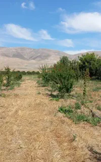 باغ در روستای قوشابلاغ