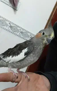 عروس هلندی ماده