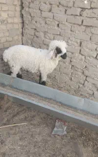 بره نر