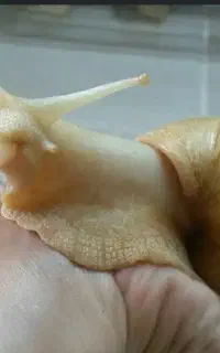 بچه حلزون فقط ۵۰هزار تومن