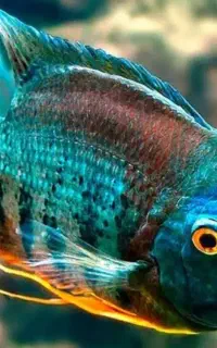 فروش انواع ماهیان زینتی مولد