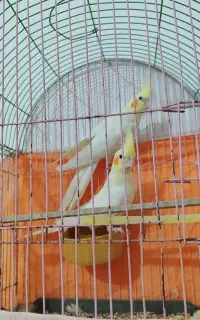 خروس هلندی نر ماده سالم