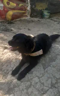 سگ پاکوتاه با ادب